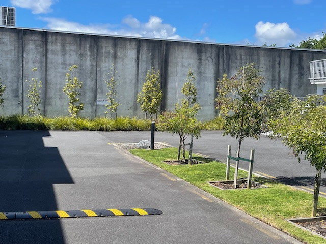 rear wall trees 2025